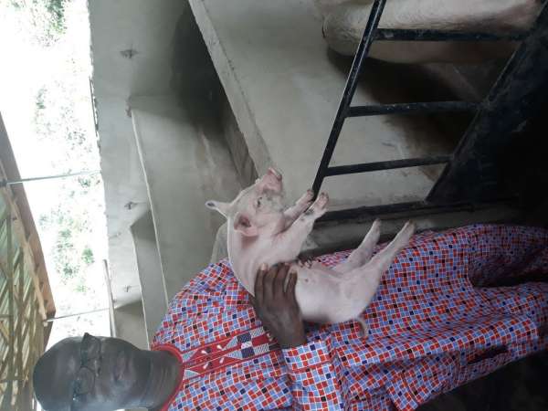 Our Farm Activities 4