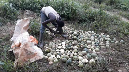 Our Farm Activities 5